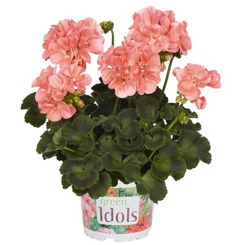 Зональная, кустовая пеларгония (герань) Green Idols Salmon